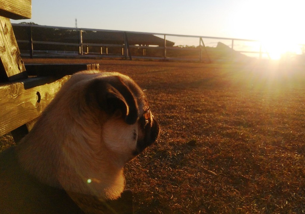 ★☆★ ぎんたくん ♂ ★☆★ ★☆★ ぎんたくん ♂ ★☆★