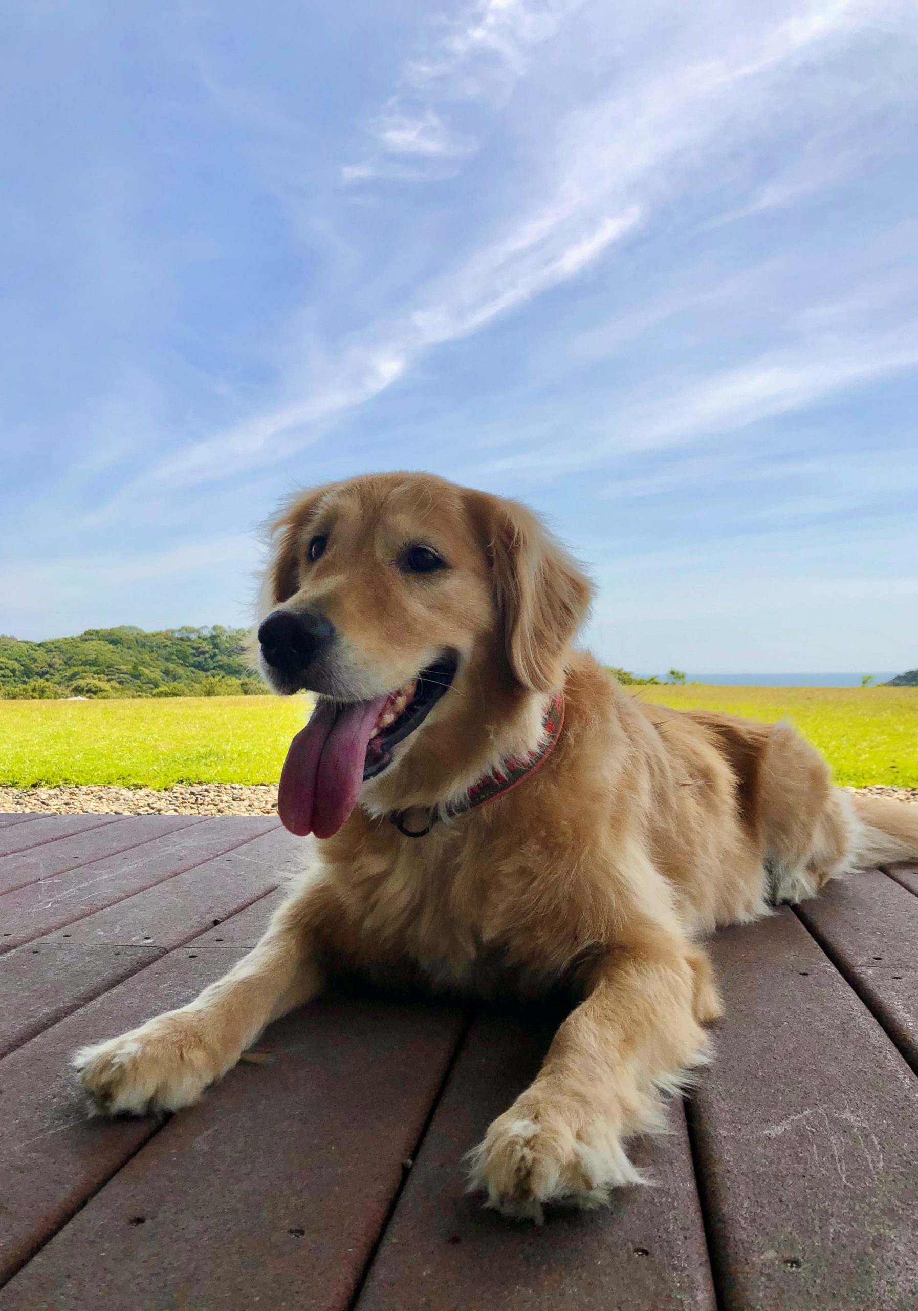 ★☆★ エルちゃん ♀ ★☆★ ★☆★ エルちゃん ♀ ★☆★