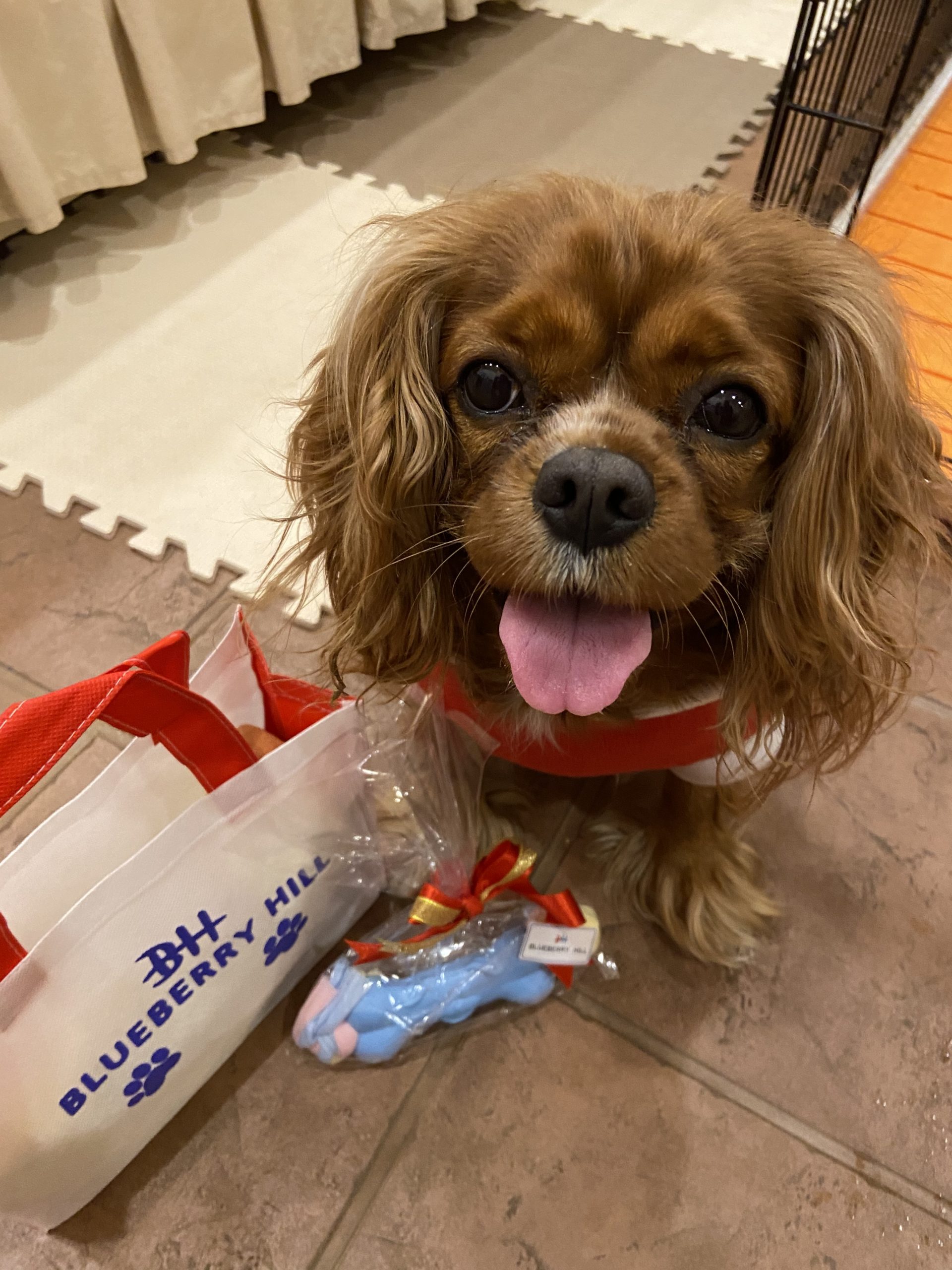 ココアちゃん ♀ ココアちゃん ♀