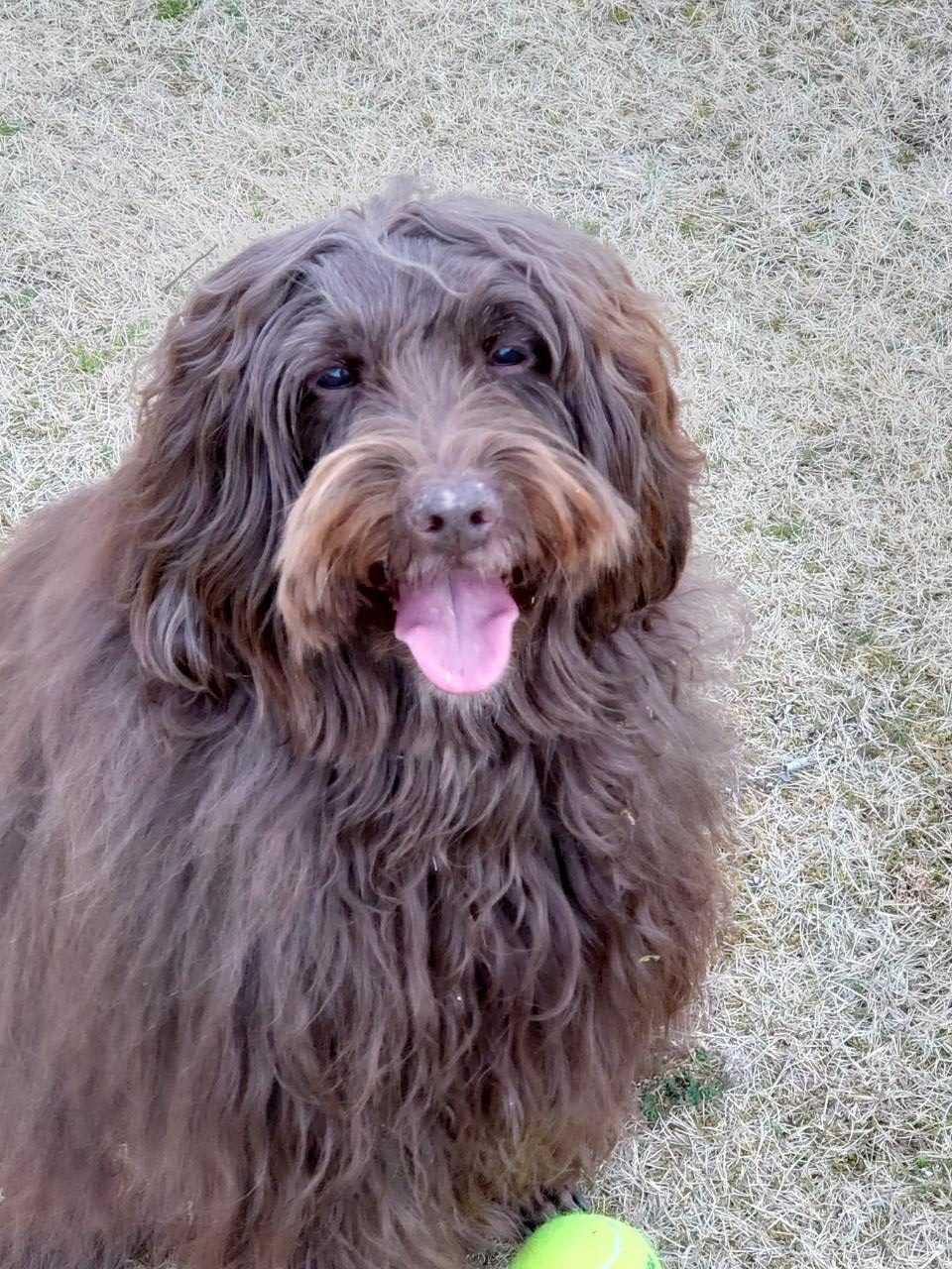 モンティーくん ♂