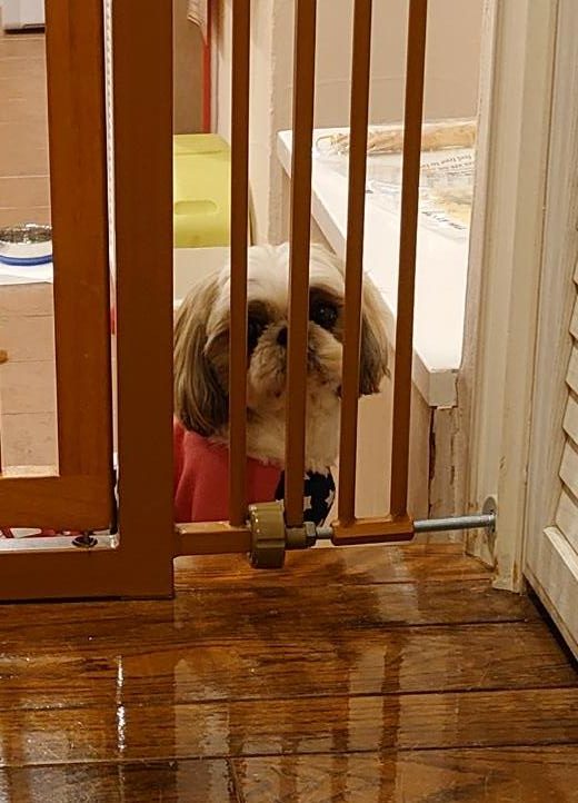 プー子ちゃん　♀