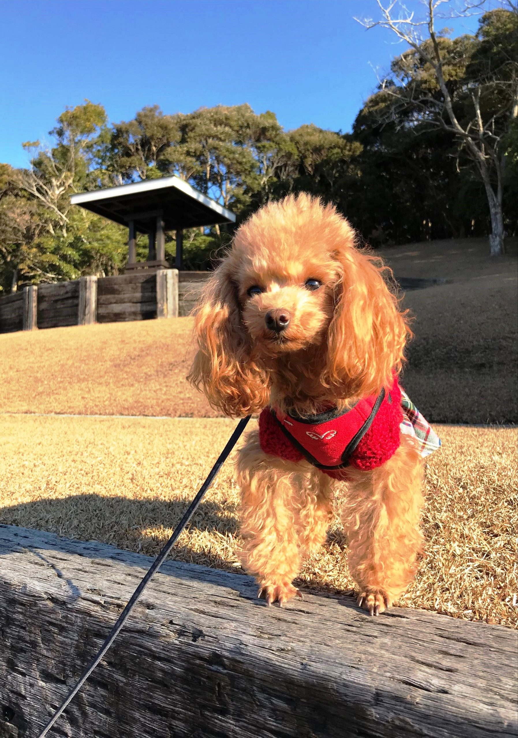 マハロちゃん ♀ マハロちゃん ♀