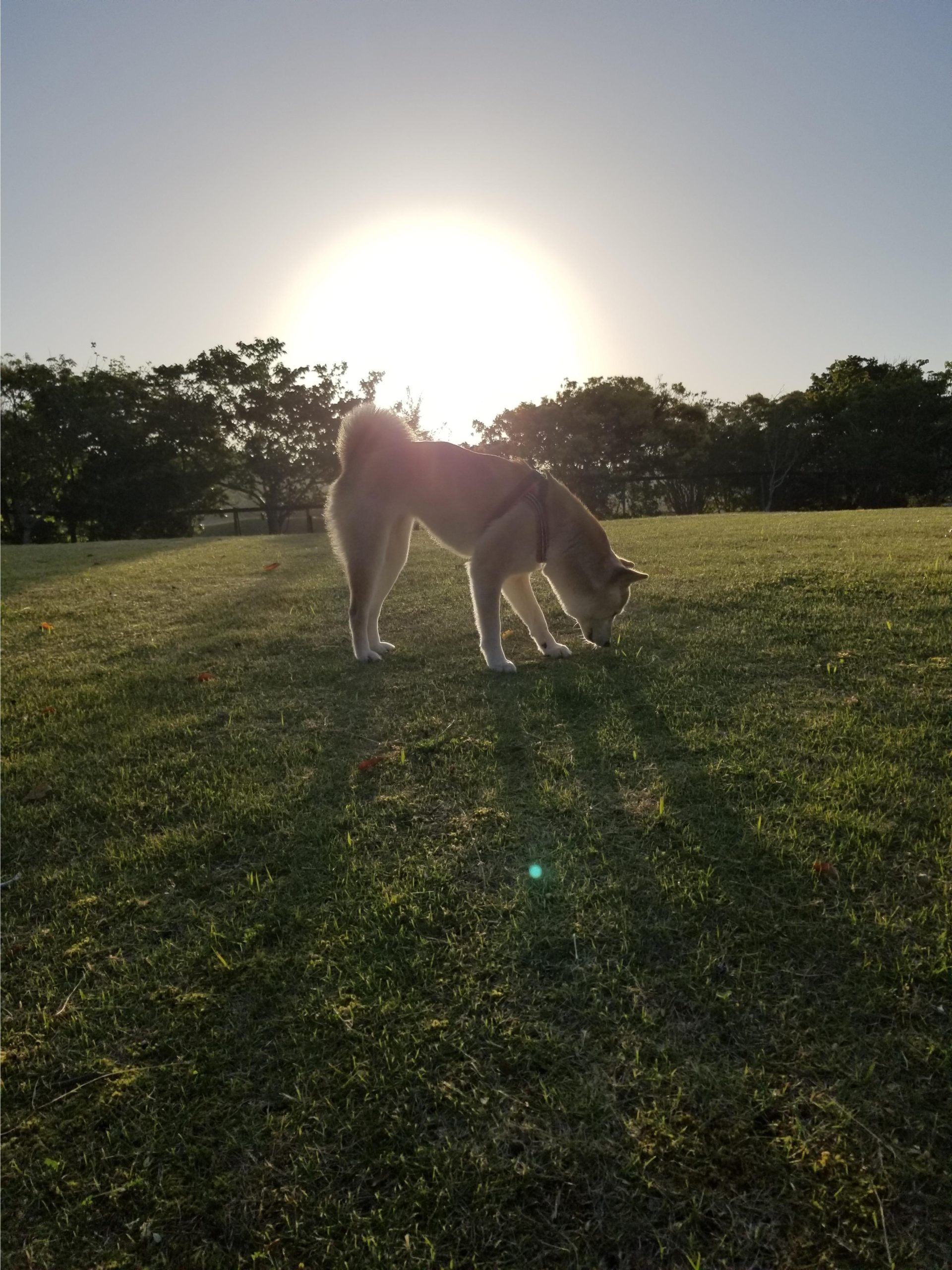 白井あいちゃん ♀ 白井あいちゃん ♀