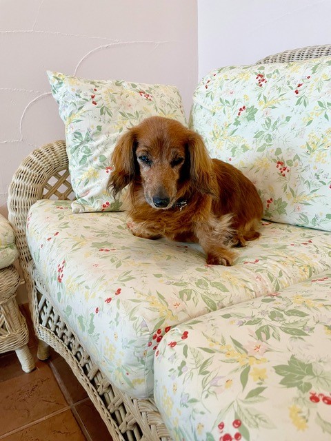 ささみちゃん ♀ ささみちゃん ♀