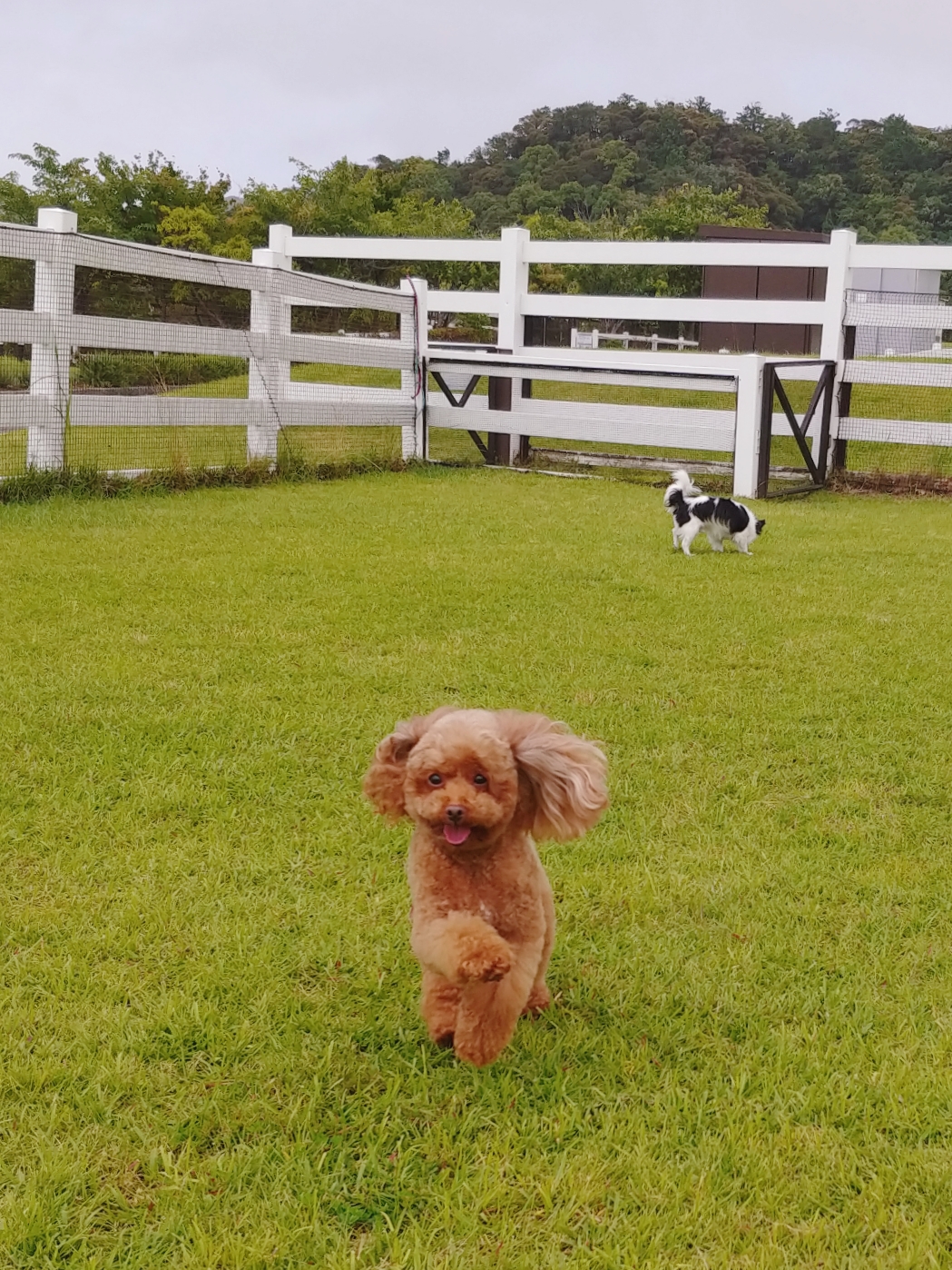 ベリーちゃん ♀ ベリーちゃん ♀