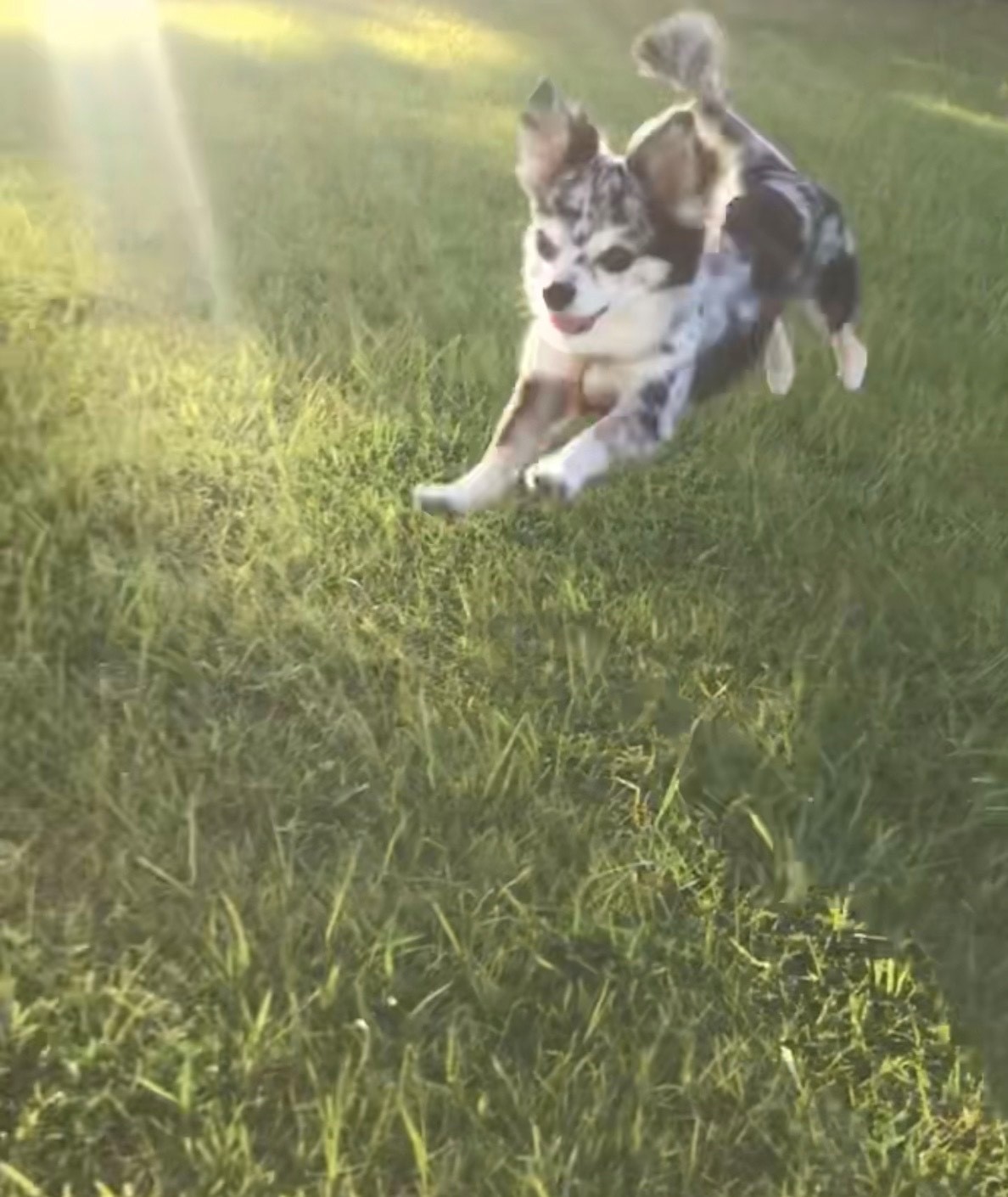 アンディ-くん ♂ アンディ-くん ♂