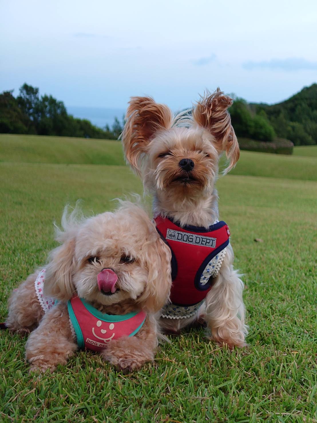 マルプーくん ♂ & マアルちゃん ♀ マルプーくん ♂ & マアルちゃん ♀