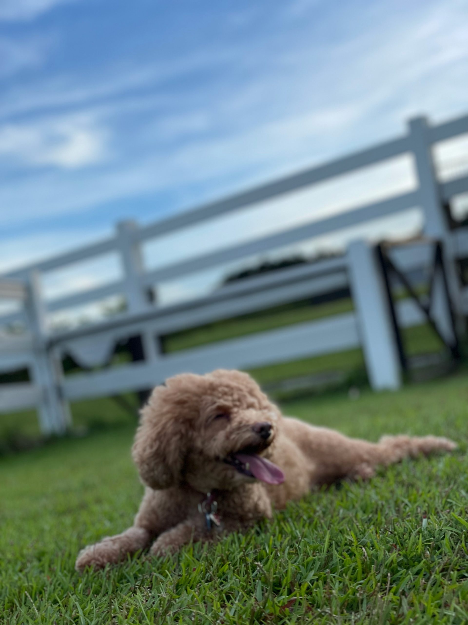 アンちゃん ♀ アンちゃん ♀