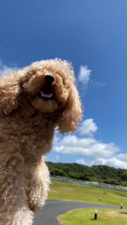 ショコラくん ♂ ショコラくん ♂