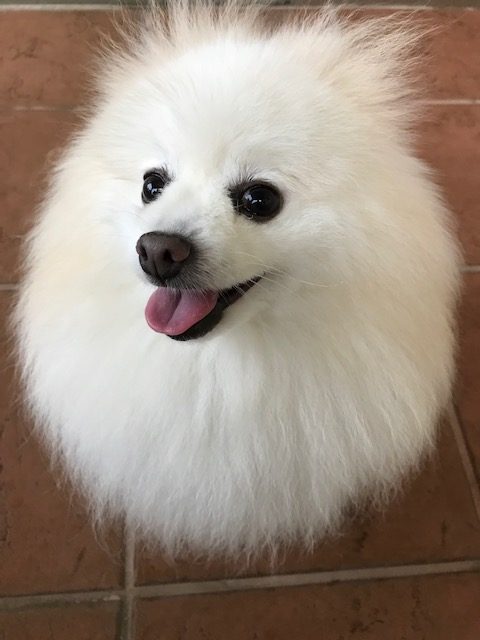 ぷうすけくん ♂ ぷうすけくん ♂