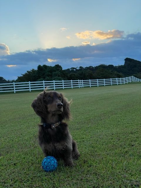 マロンくん ♂ マロンくん ♂