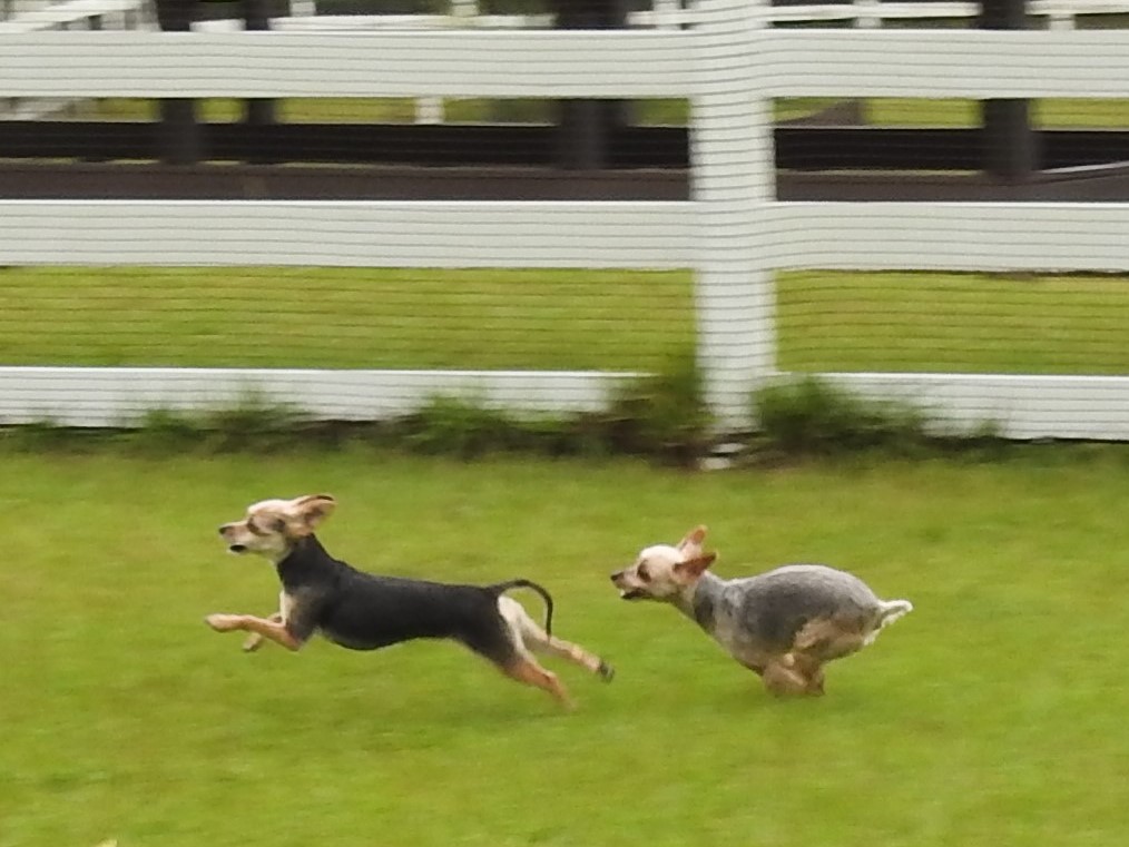CoCoちゃん ♀ & LaLaちゃん ♀ CoCoちゃん ♀ & LaLaちゃん ♀