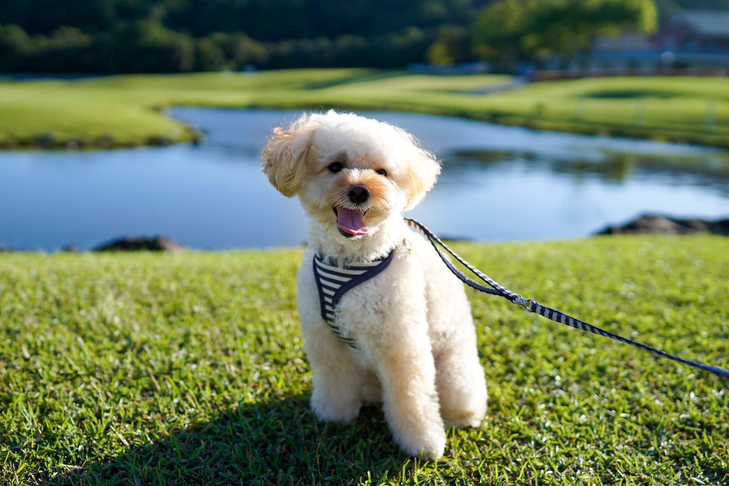 ころもちゃん ♀ ころもちゃん ♀