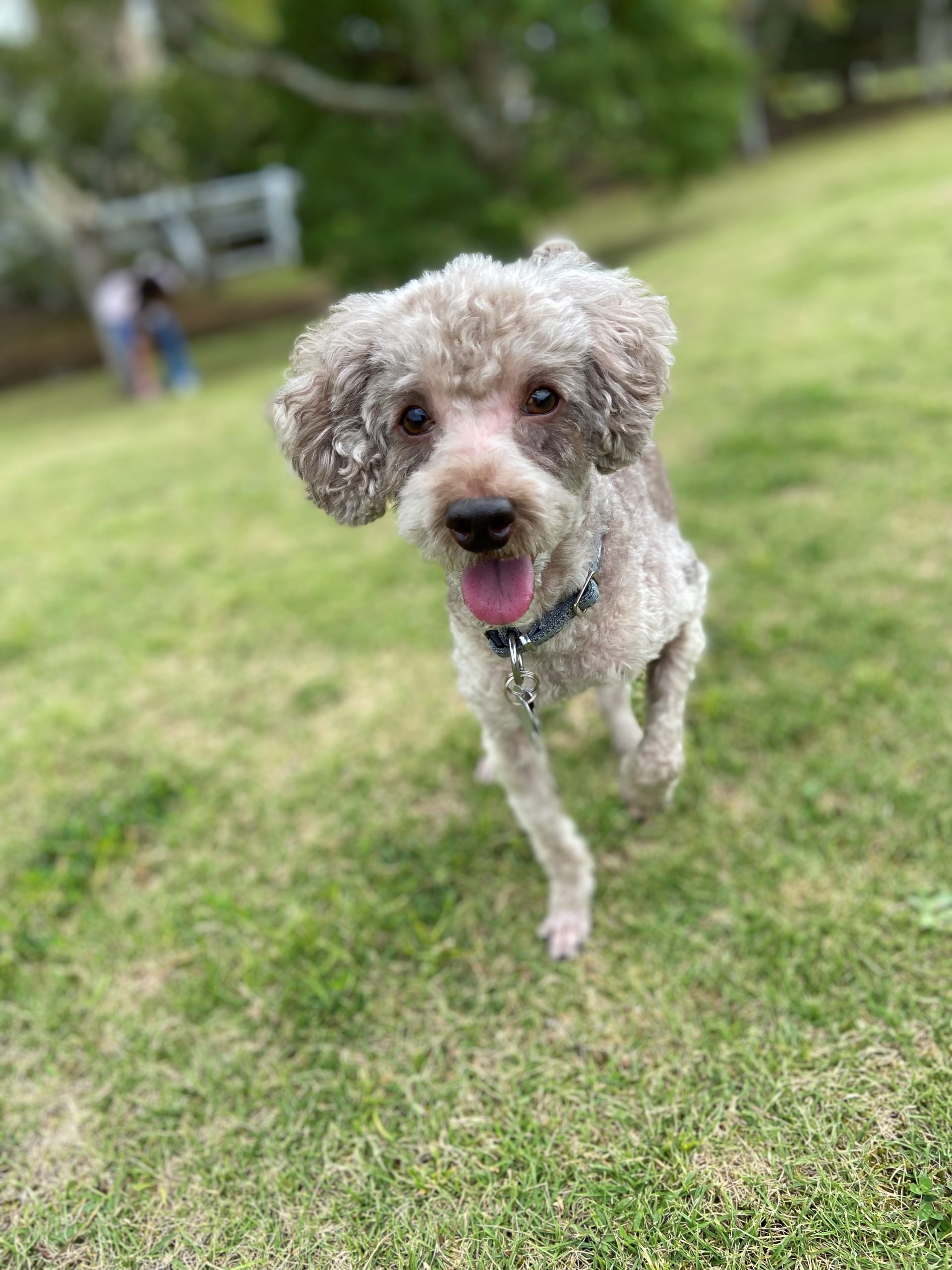 チョコくん ♂ チョコくん ♂