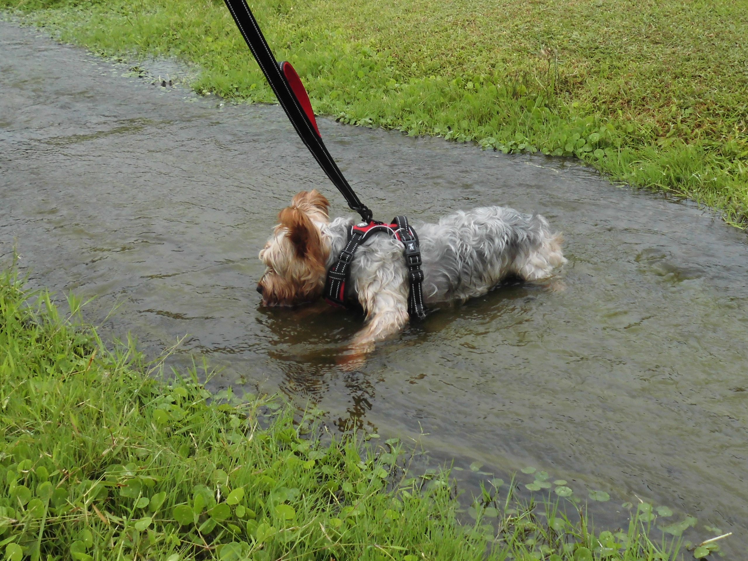 こげ丸くん ♂ こげ丸くん ♂