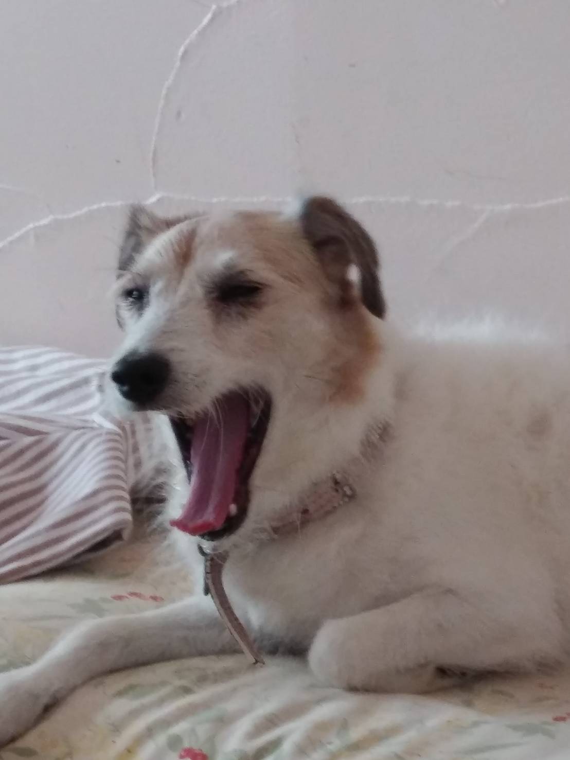 ベルちゃん ♀ ベルちゃん ♀