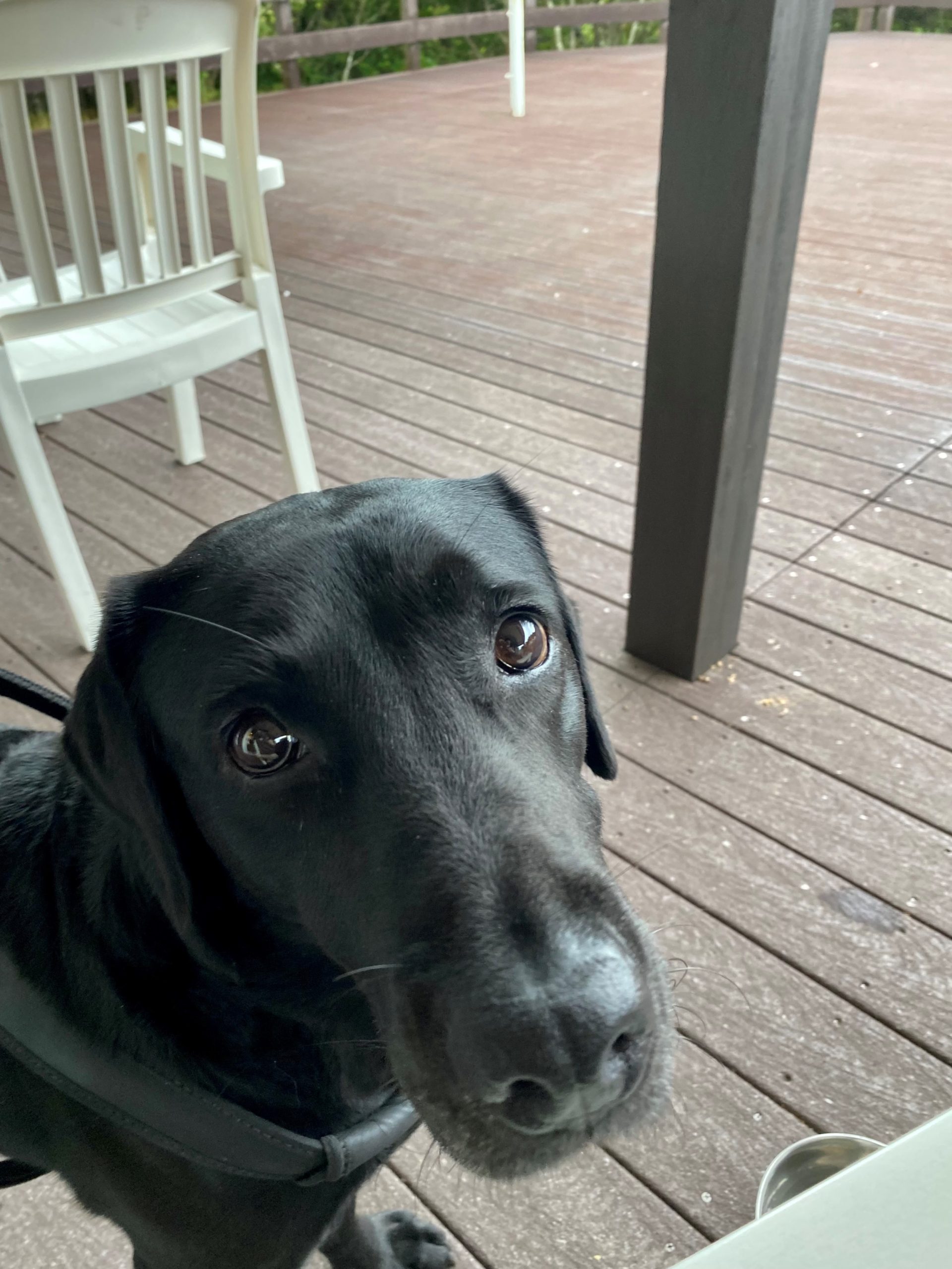 イブくん ♂ イブくん ♂