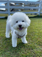 わにちゃん ♂ わにちゃん ♂