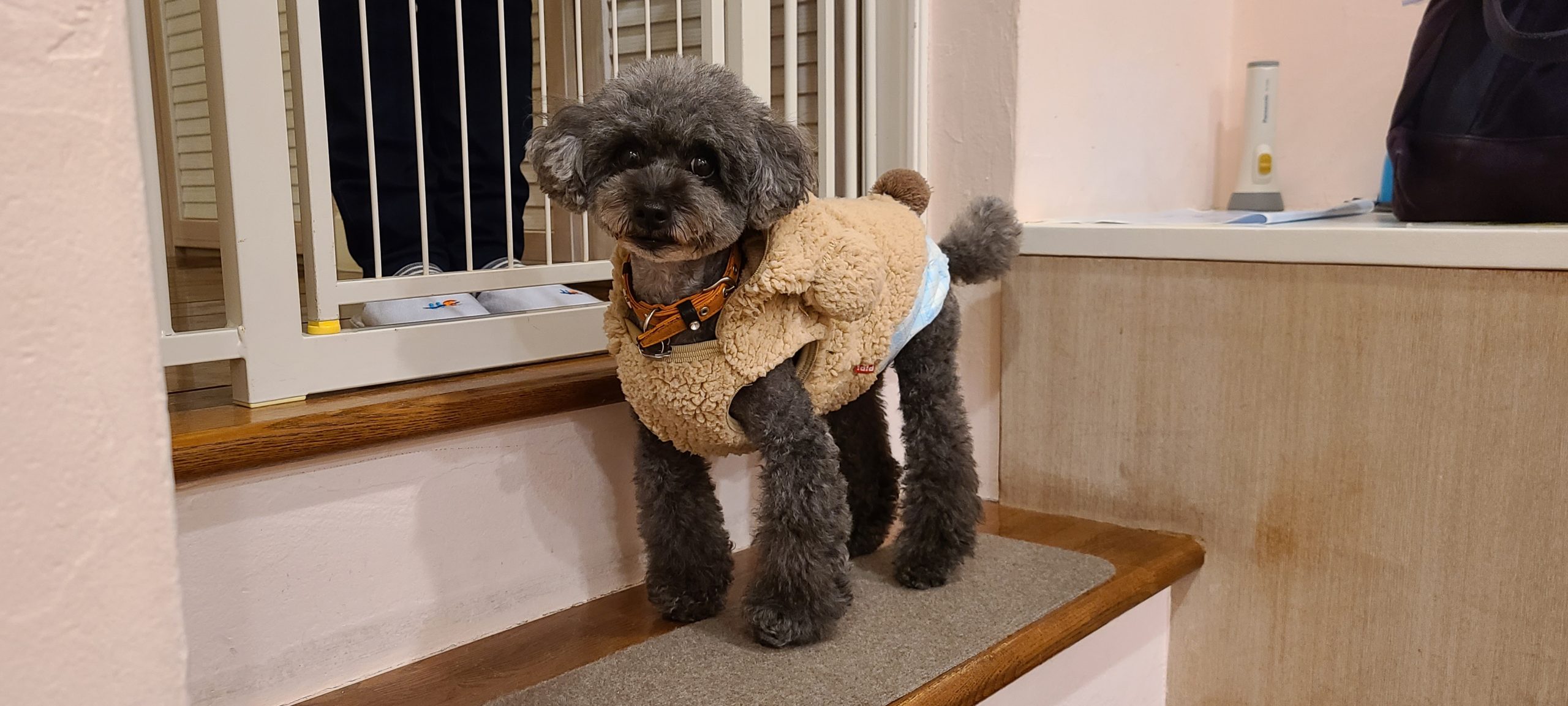 ゴマちゃん ♂ ゴマちゃん ♂