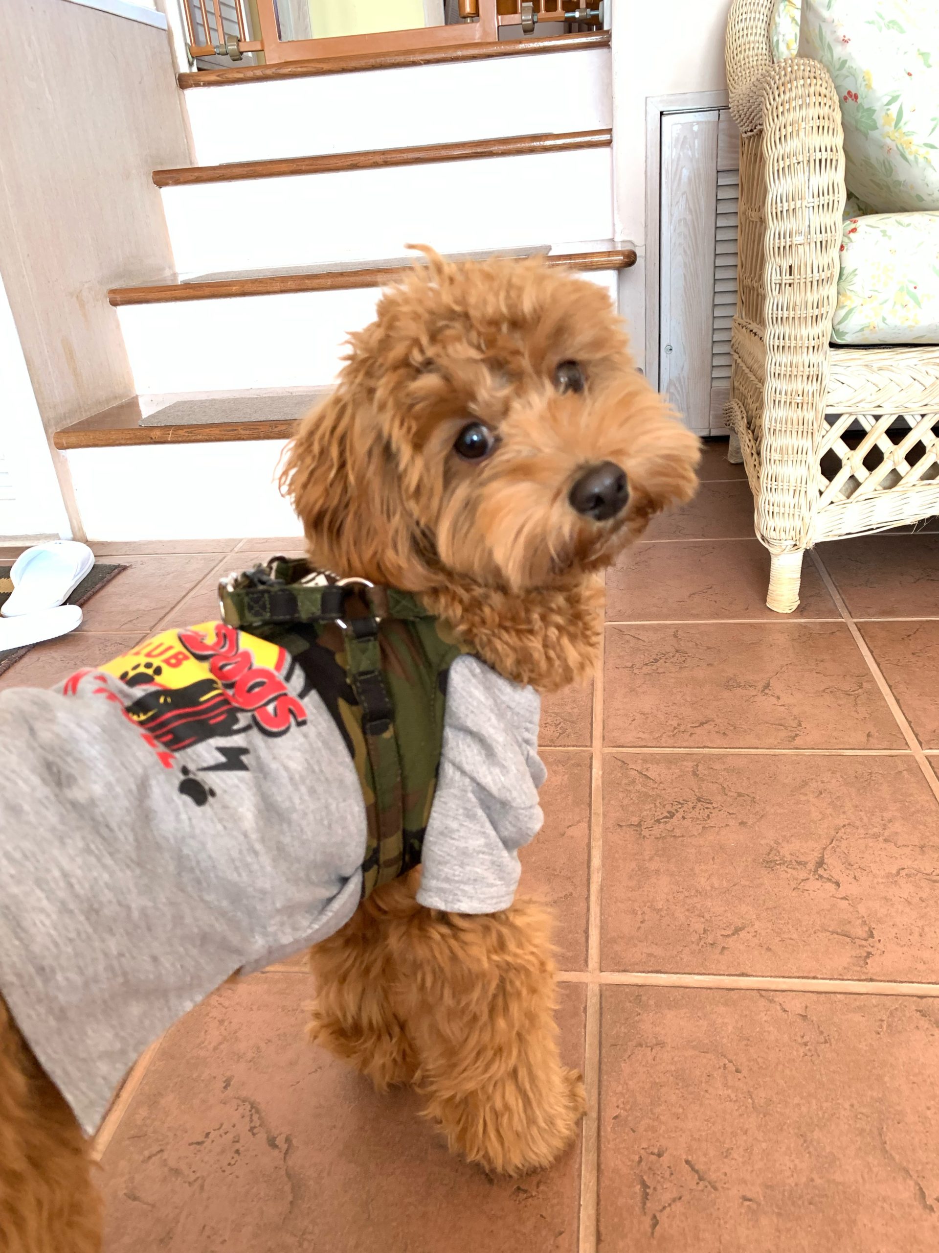 マロンくん ♂ マロンくん ♂