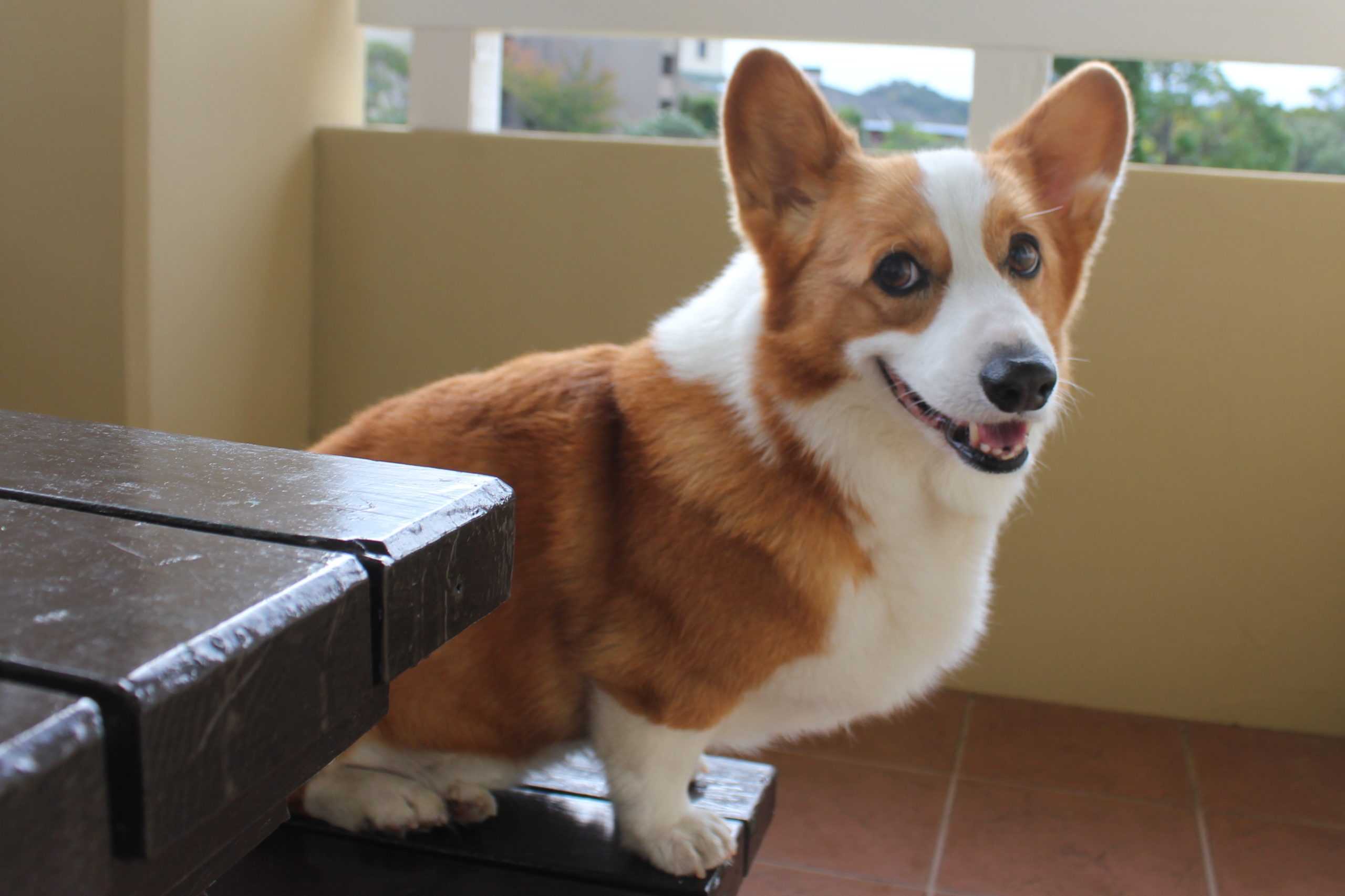 くうちゃん ♀ くうちゃん ♀