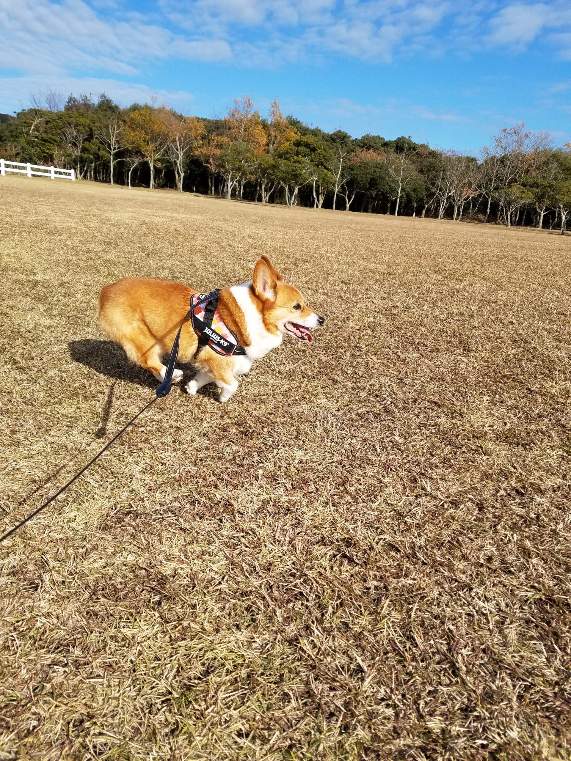 プリンちゃん ♀ プリンちゃん ♀