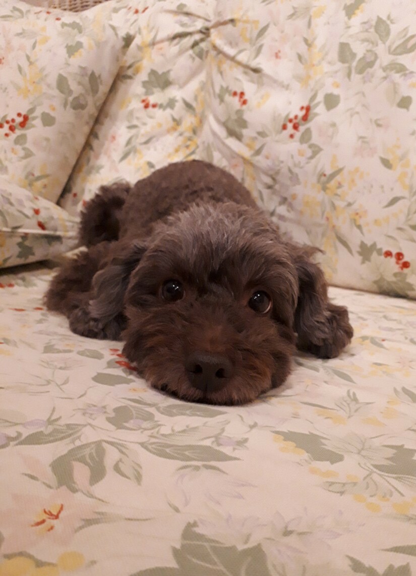 アポロくん ♂ アポロくん ♂