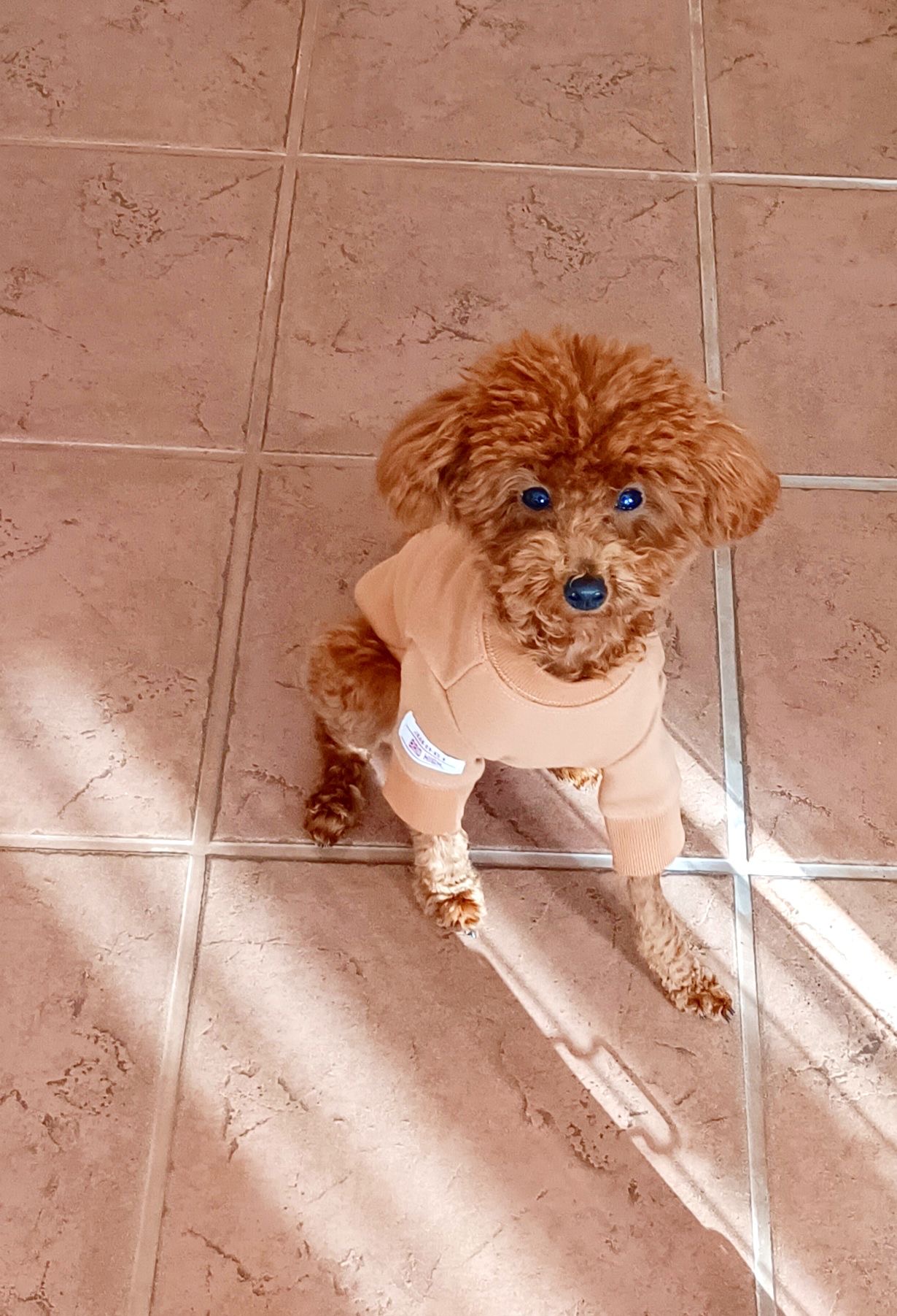 ポンちゃん ♀ ポンちゃん ♀