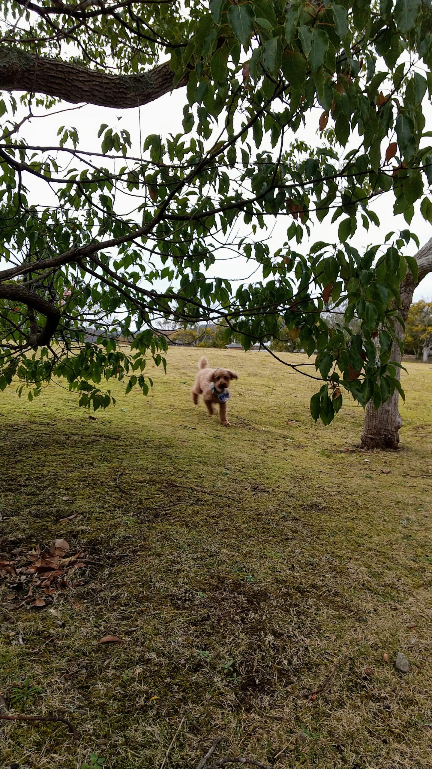 ぼんてんくん ♂ ぼんてんくん ♂