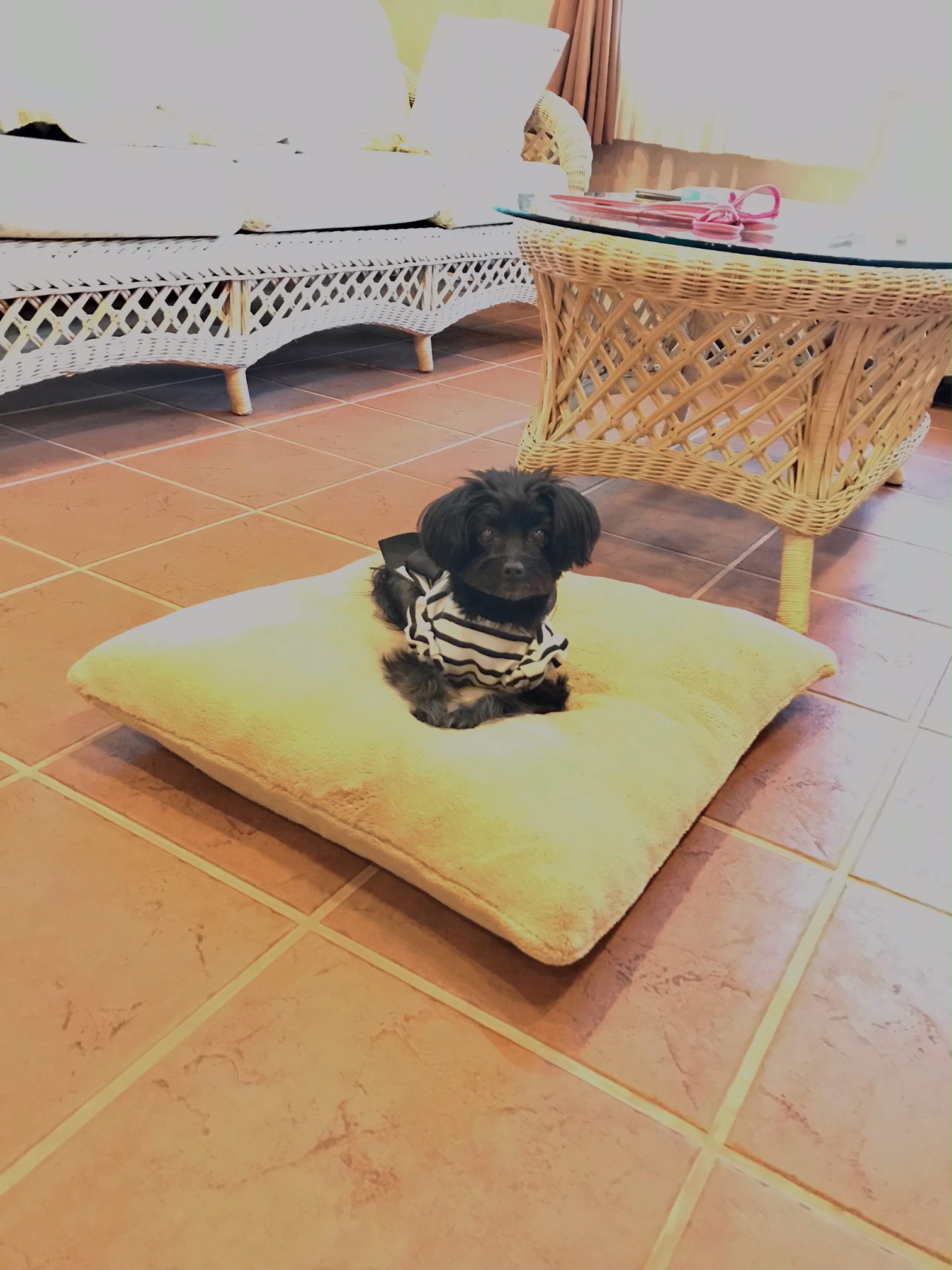 ポポちゃん ♀ ポポちゃん ♀