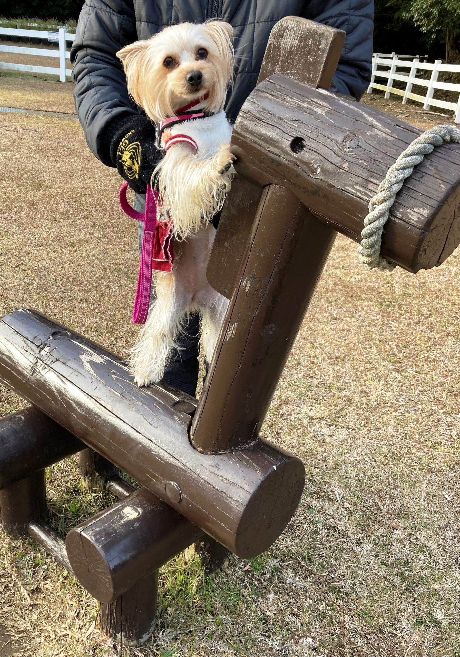 マロンちゃん ♀ マロンちゃん ♀