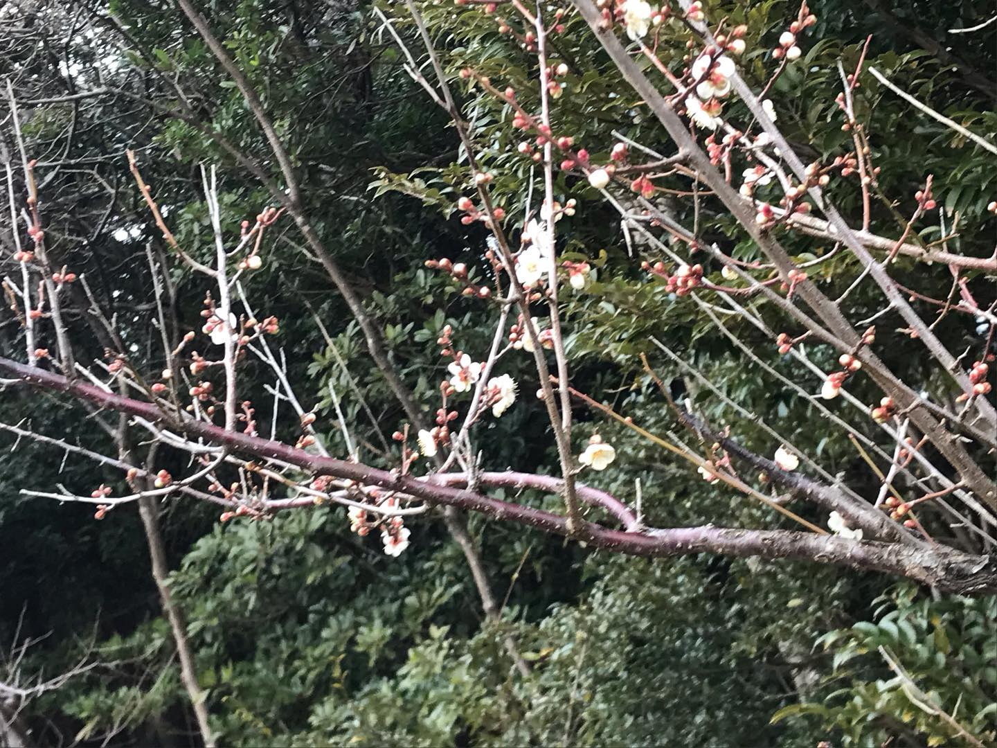 ～　梅の花　～