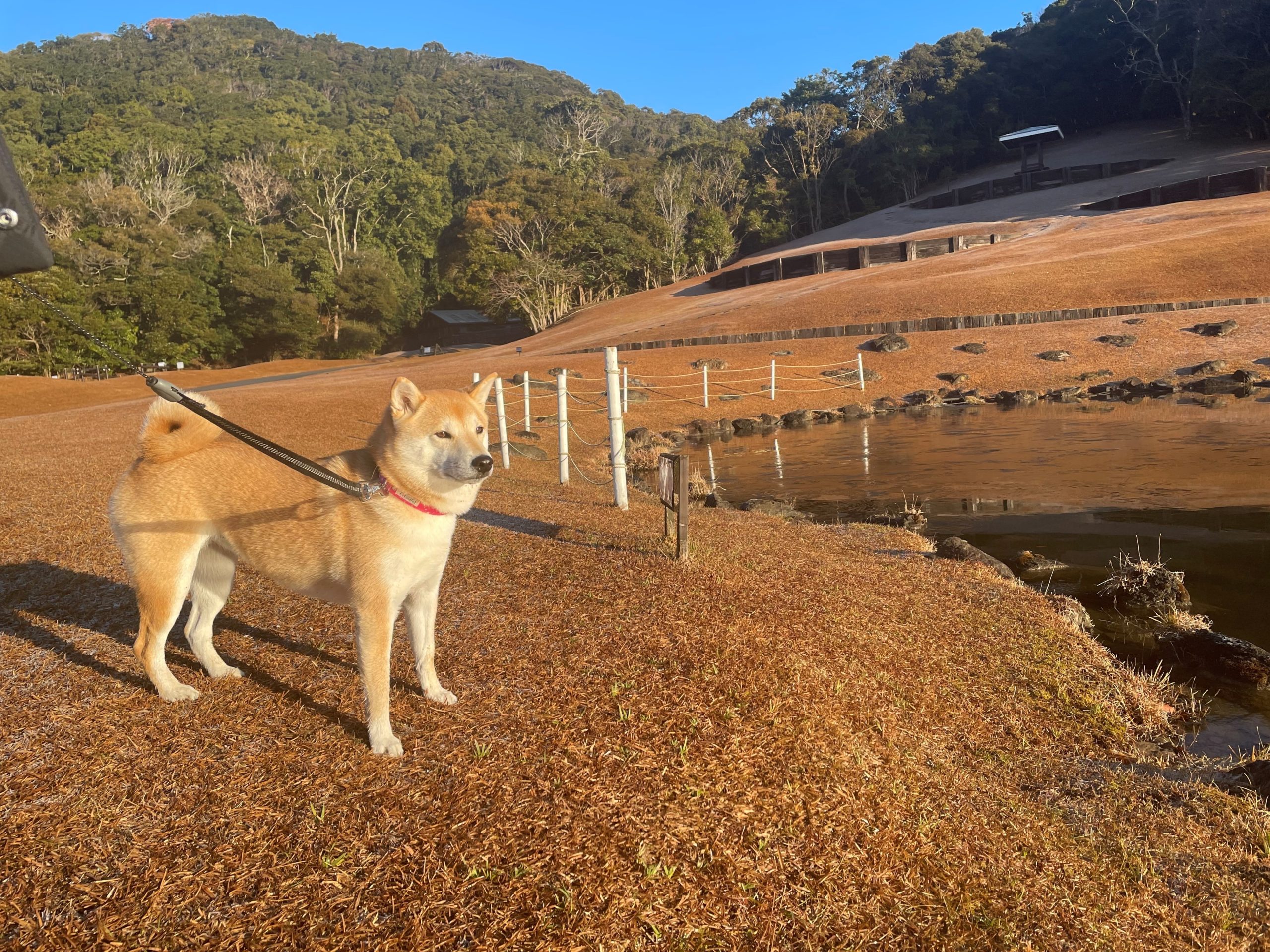 ももちゃん ♀ ももちゃん ♀