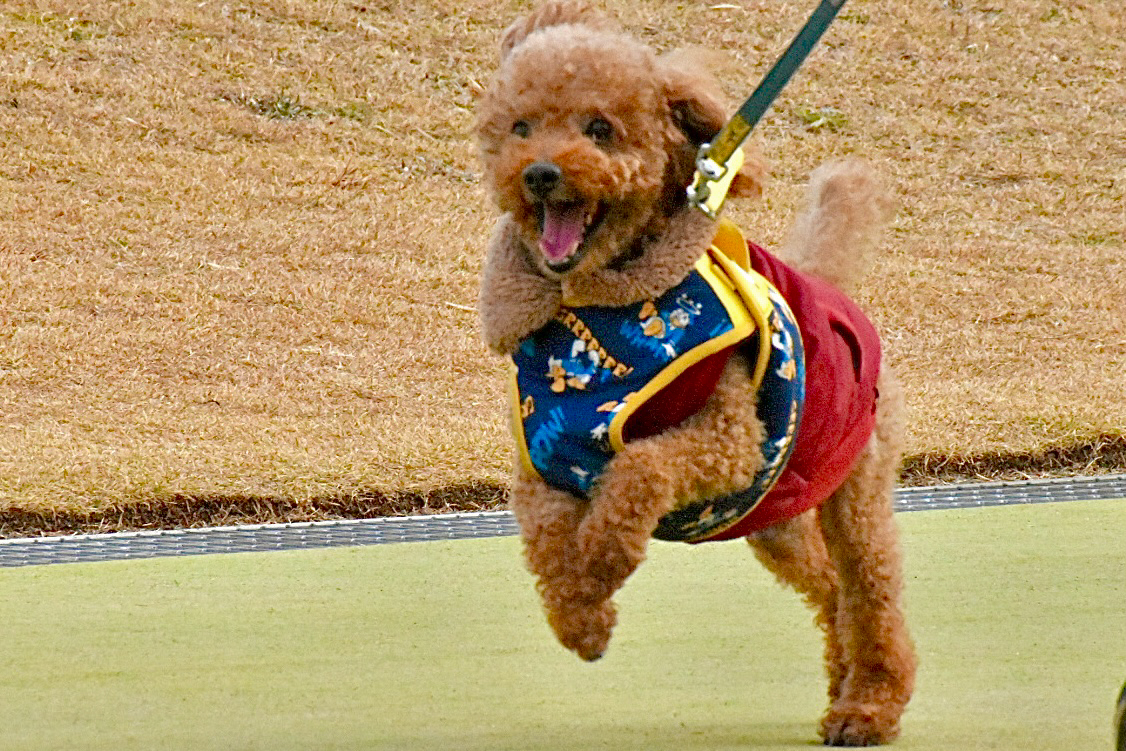 ルルくん ♂ ルルくん ♂