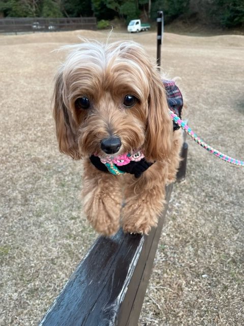 プリンちゃん ♀ プリンちゃん ♀