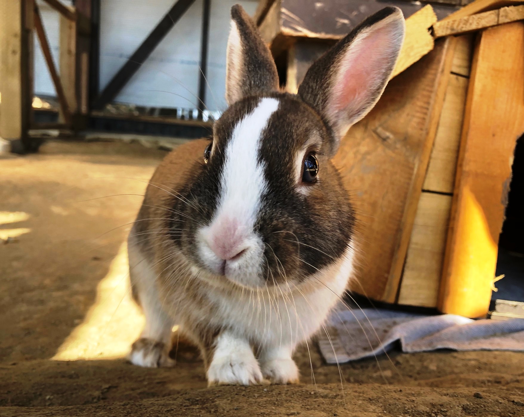 ～　ホテルのウサギさん　ちょこくん　～