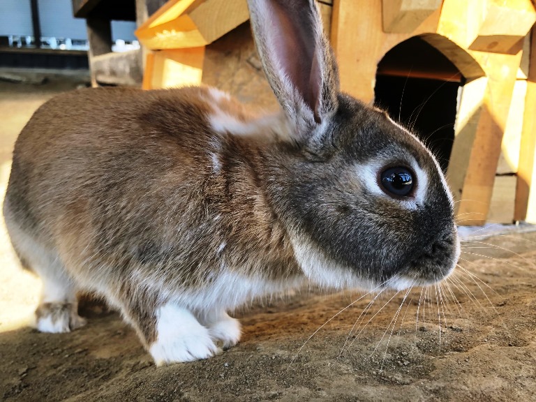 ~ ホテルのウサギさん ちょこくん ~