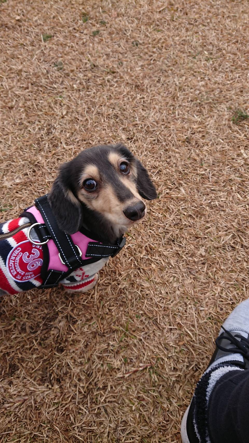 かれんちゃん ♀ かれんちゃん ♀