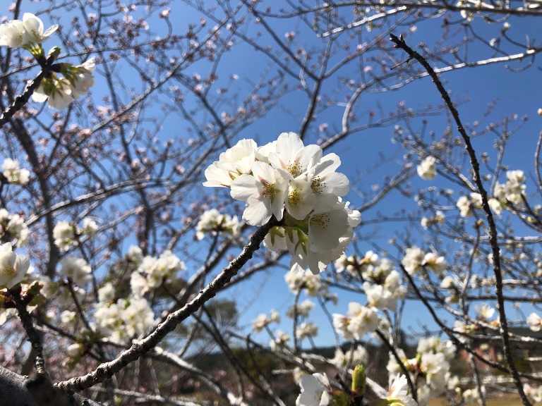 ～　ブルーベリー公園の桜　～