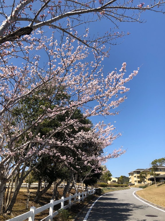 ～　ブルーベリー公園の桜　～