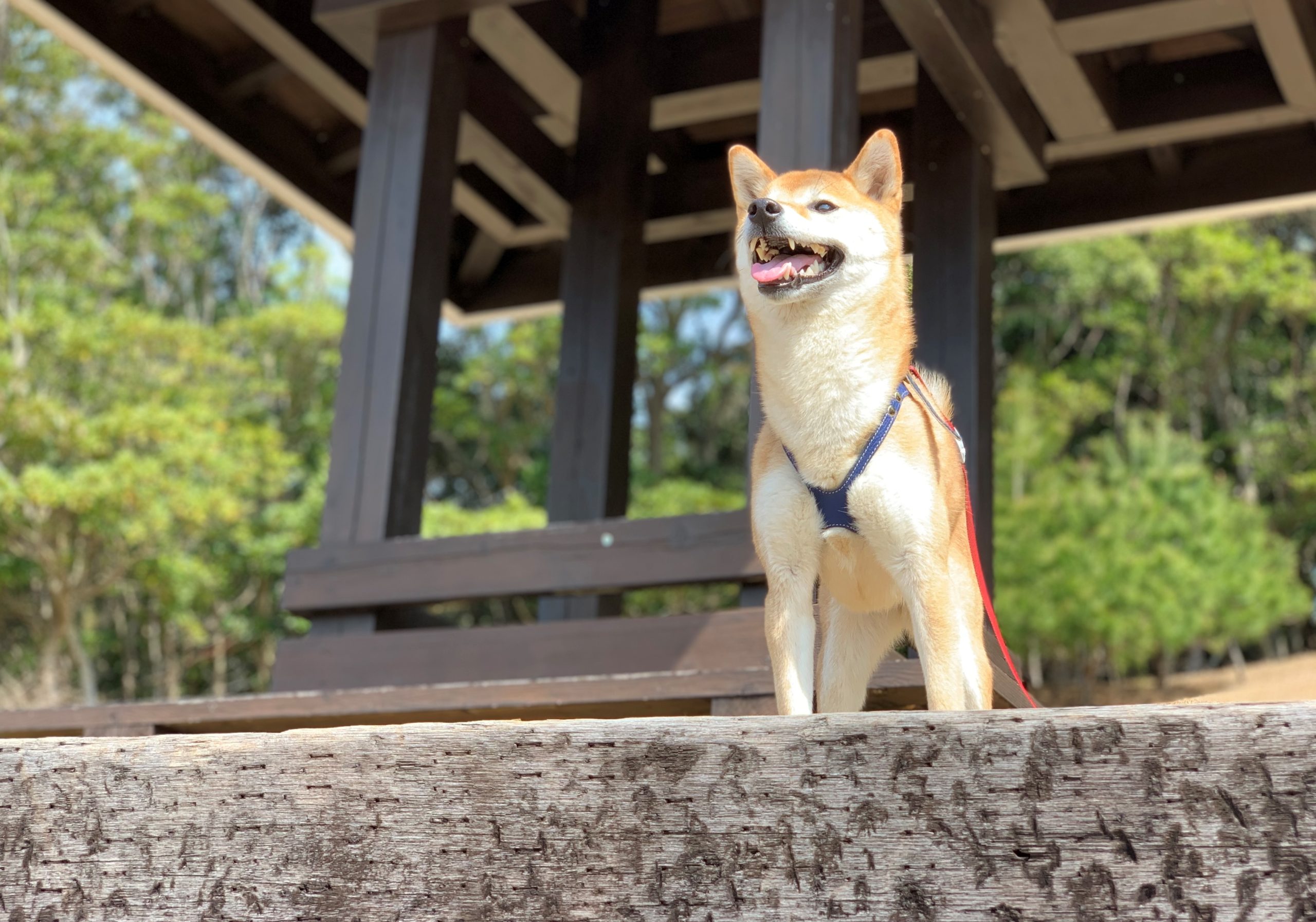 レオちゃん ♀ レオちゃん ♀