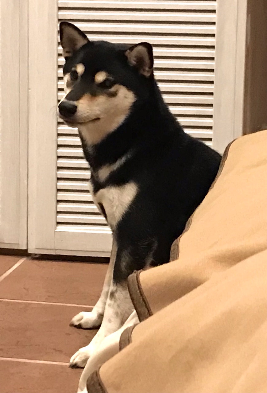 ネロちゃん ♀ ネロちゃん ♀