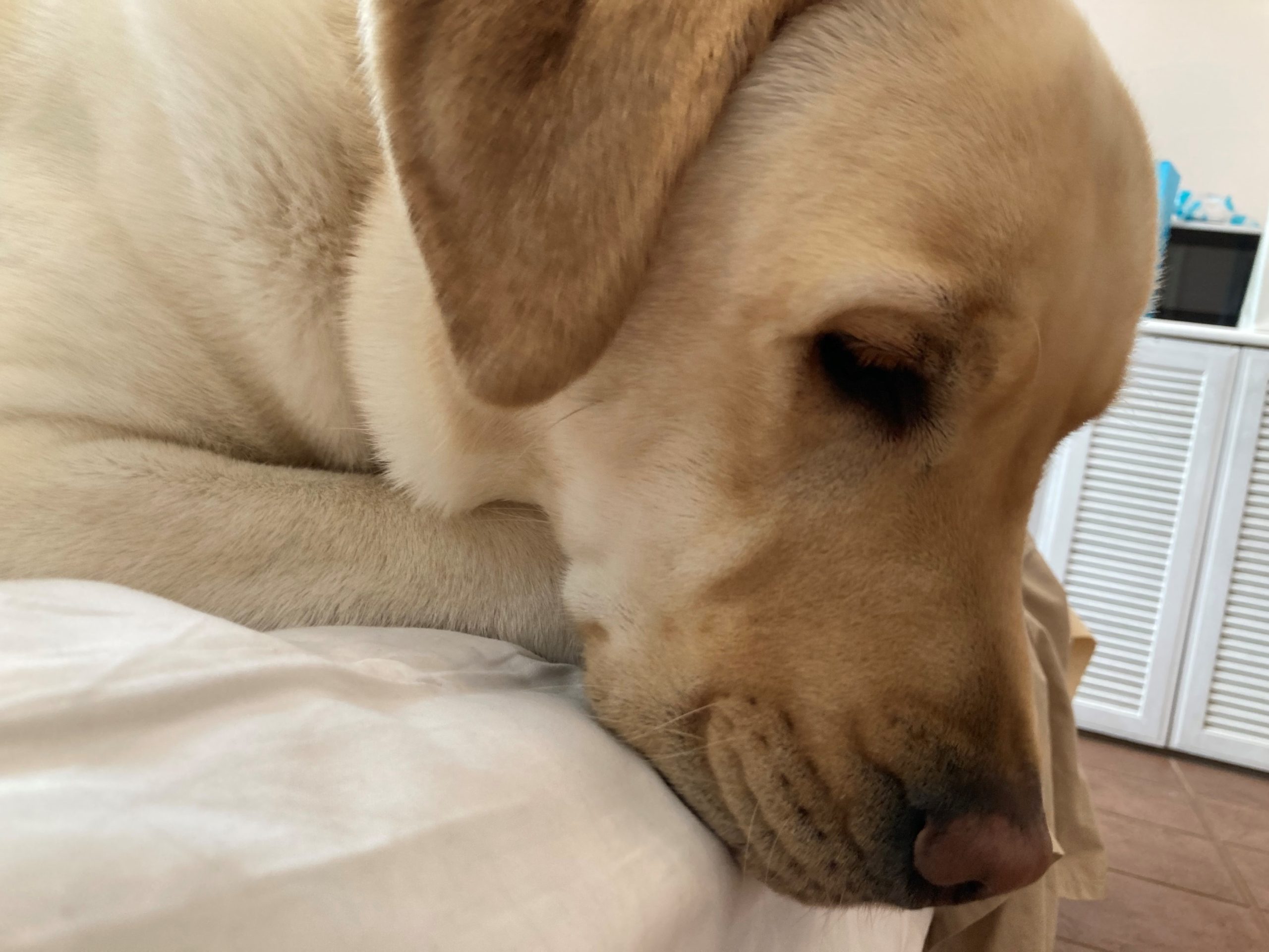 トムくん ♂ トムくん ♂