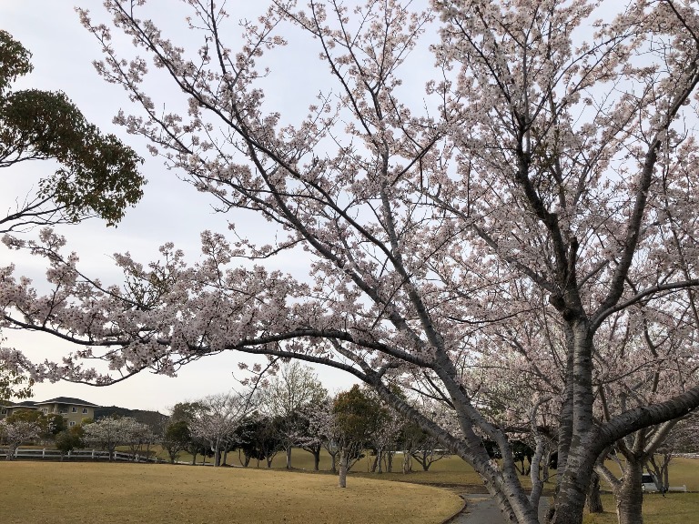 ~ 桜が見ごろです! ~