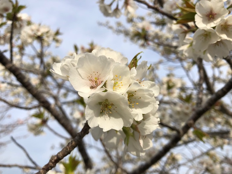 ~ 桜が見ごろです! ~