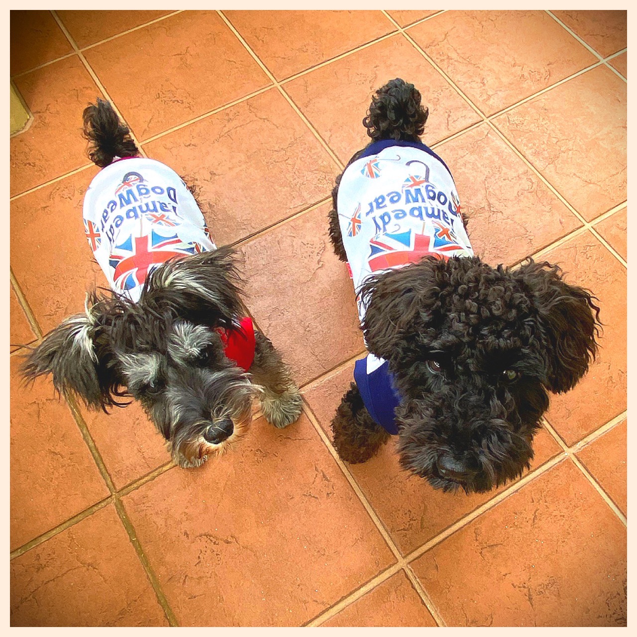 コムギくん♂・コタロウくん♂