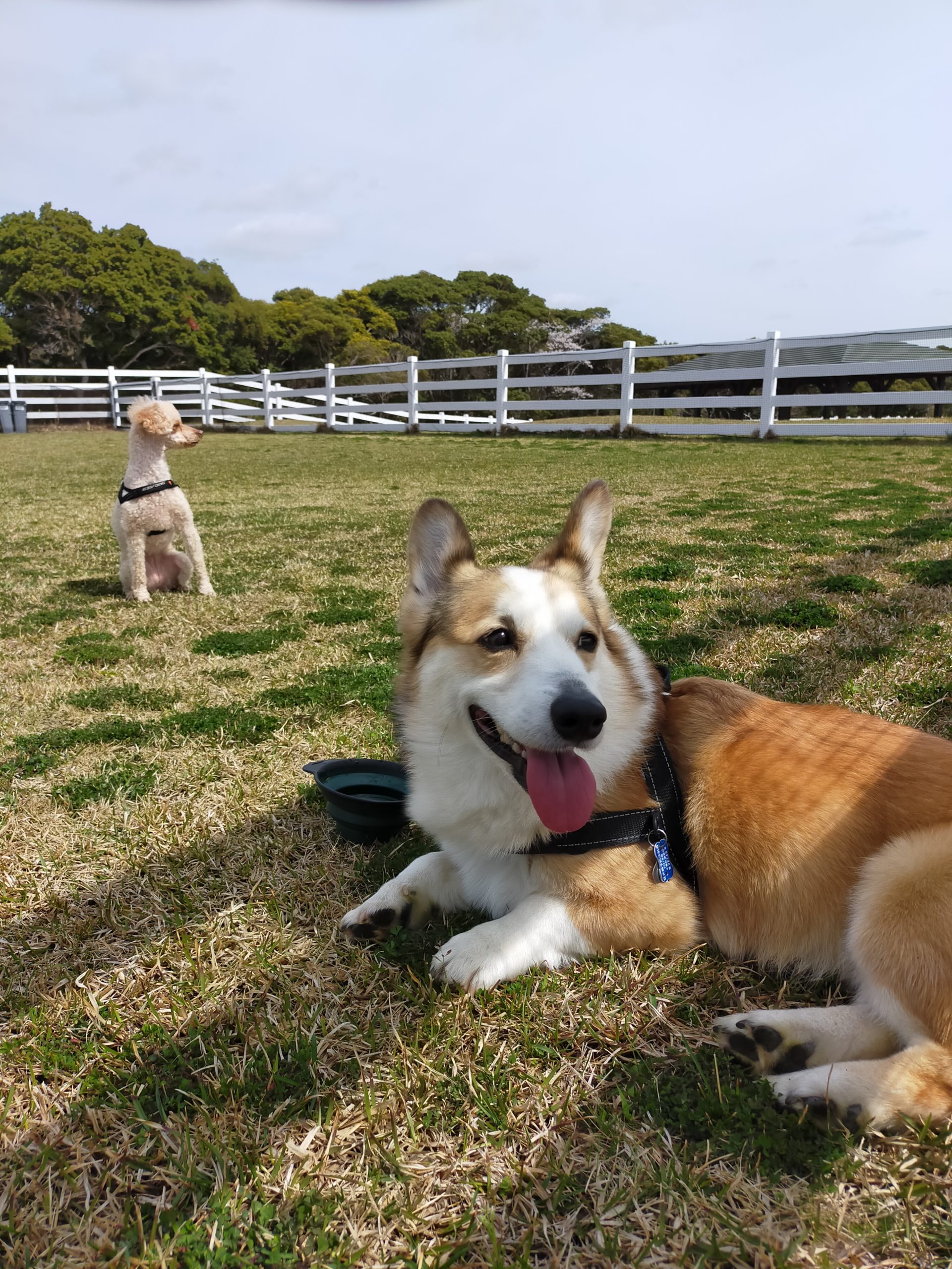 クーパーくん♂・パンちゃん♀
