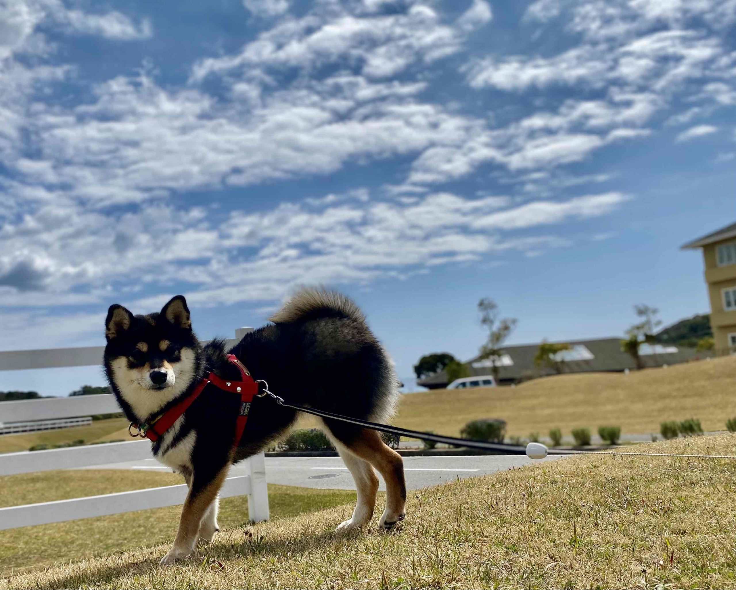 いちごちゃん♀　