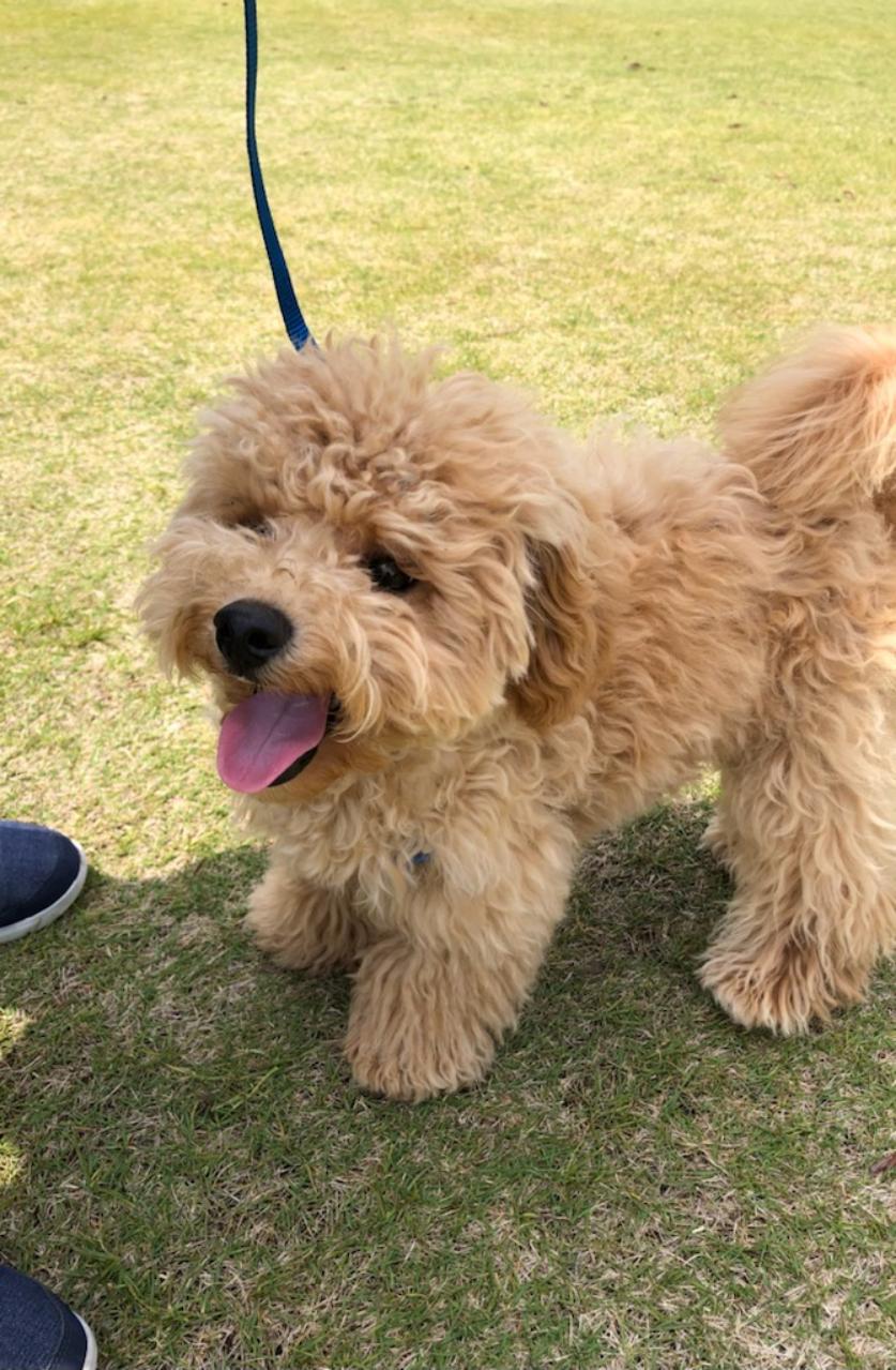 モカくん♂ モカくん♂