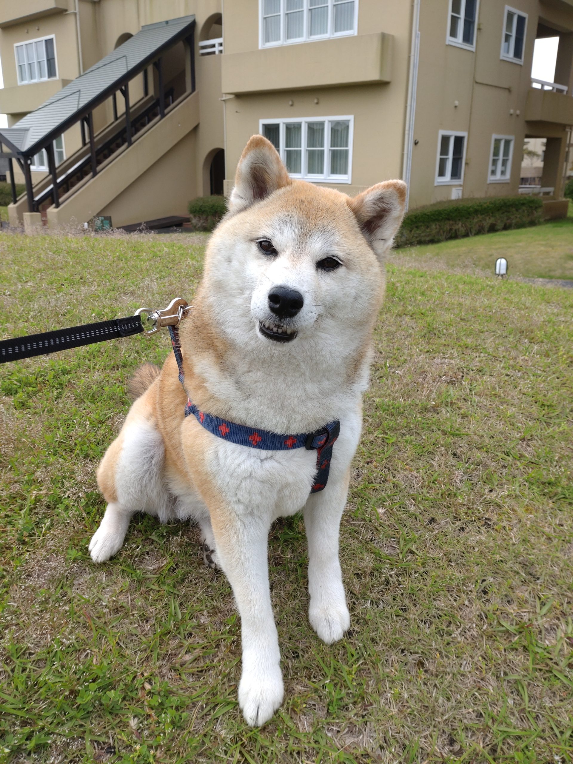 ここちゃん♀ ここちゃん♀